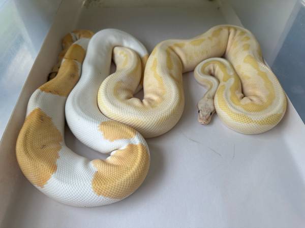 Banana OD Fire Leopard Pastel Calico 100% Het Pied (Leesburg)63687882948225122