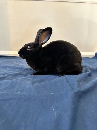 Young Mini Rex rabbit (Parker)63963639509123123