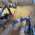 Meat, Breeding Gilts & Boar 9 thumbnail