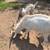 Goats 14 thumbnail