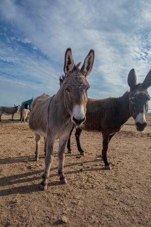 ISO Donkey 1
