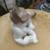 Retired Lladro Cat Figurine #5114 Mint 3 thumbnail