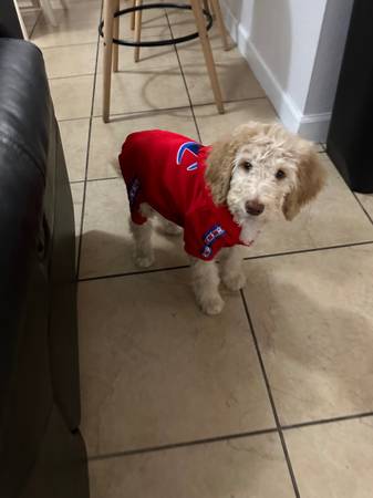Poodle estándar63685533280385122