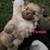 Poms 9 thumbnail