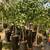 Citrus Trees 2 Feet Tall $20 - More Than 5000 Trees To Choose From $20 6 thumbnail