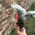 Assorted bantams and chickens 15 thumbnail