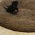 Mini shar pei 1 thumbnail