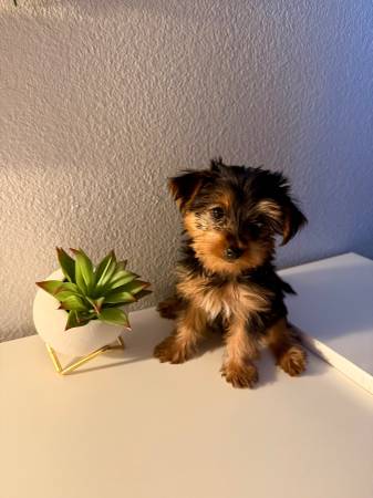 Rehoming  Yorkie 1
