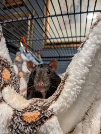 2 female rats (Seattle)602875832000194563