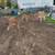 9 bottle calves 2 thumbnail