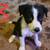Australian Shepherd Border Collie Mix Puppies 2 thumbnail