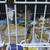 Beautiful finches for sale 4 thumbnail
