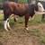Braford Bull 9 thumbnail