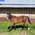 Two year old Gelding 1 thumbnail