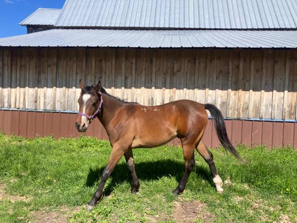 Two year old Gelding 1