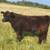 Steers & Heifers 3 thumbnail