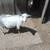 Goat Kids  , Many Available 9 thumbnail