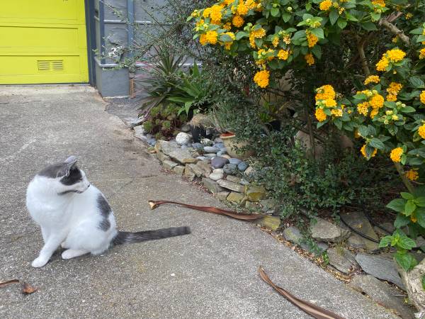 MISSING CAT64141782903041122