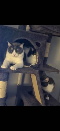 CAT - KITTEN (Cleveland)63939179098882122