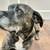 Free Dog to good home 1 thumbnail