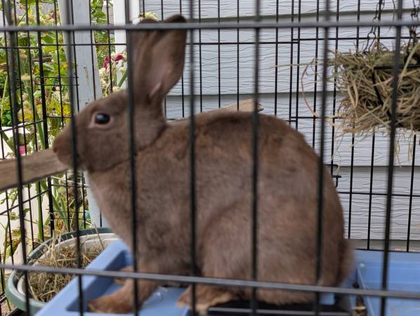 rabbit (Newburgh heights)63686659937281121