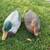 Duck decoys 2 thumbnail