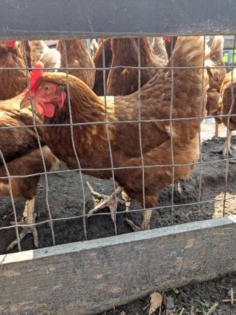 ISA Brown Chickens - 1 Year Old 1