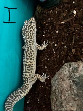 Leopard geckos63882942812417120