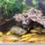 L144 XL Blue Eye Shortfin Bristlenose pleco 7 thumbnail