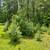White Pine Balsam Trees 1 thumbnail
