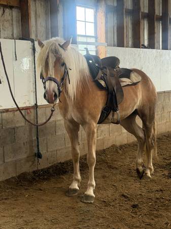 Haflinger Mare 1