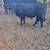 2 Angus Bulls 6 thumbnail