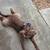 Dog looking to rehome 3 thumbnail