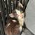 Kitten to good home 6 thumbnail