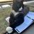 LOST Tuxedo CAT 4 thumbnail