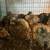 Quail 4 thumbnail