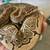 Ball Python 1 thumbnail