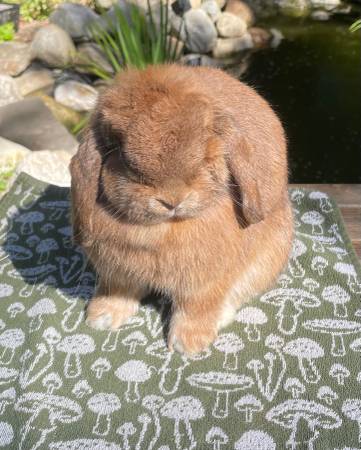 Orange Holland Lop (Windsor)63873145868289123