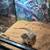 Bearded Dragon Terrarium 15 thumbnail