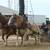 Horse Pull 2 thumbnail