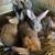 New Zealand Rabbits for pets or breeding 7 thumbnail