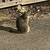 Some Great Cats Would Appreciate Any Help 8 thumbnail
