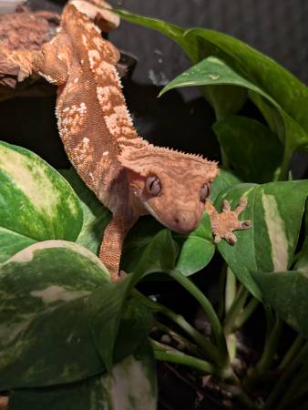 1 yr old Tricolor female Crestie Crested gecko 1