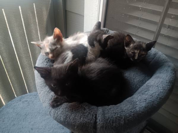 Free kittens 1