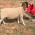 Dorper Ram 1 thumbnail