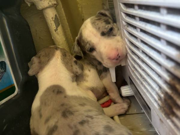 One month old (Brooklyn)63839339113857121