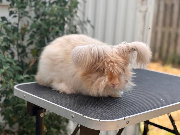 Rabbit63670824286849120