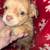 Rehoming chihuahua pups 2 thumbnail