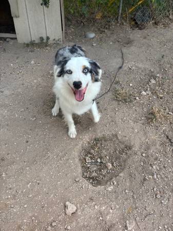 Aussie 1