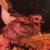 Quail Chicks 2 thumbnail